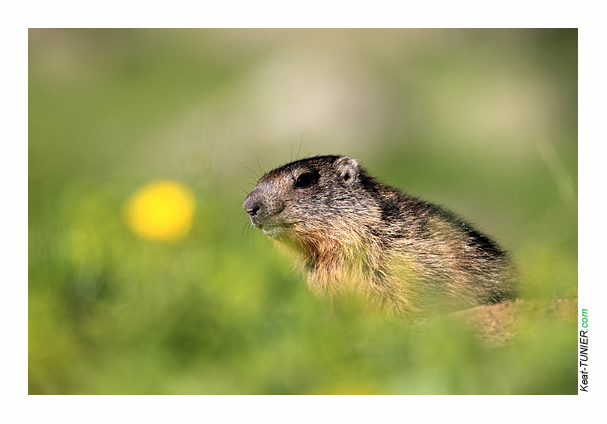 Marmotte-310.jpg