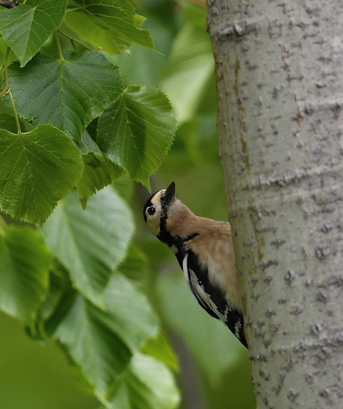 DS5_1817.jpg