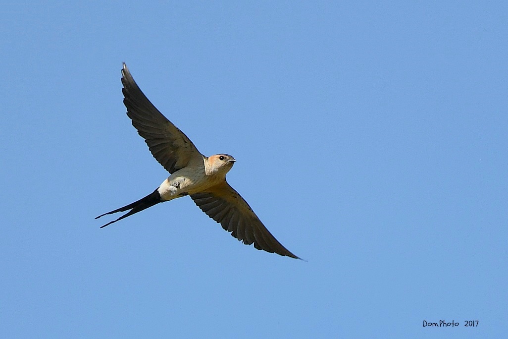DSC_3445 IN.jpg