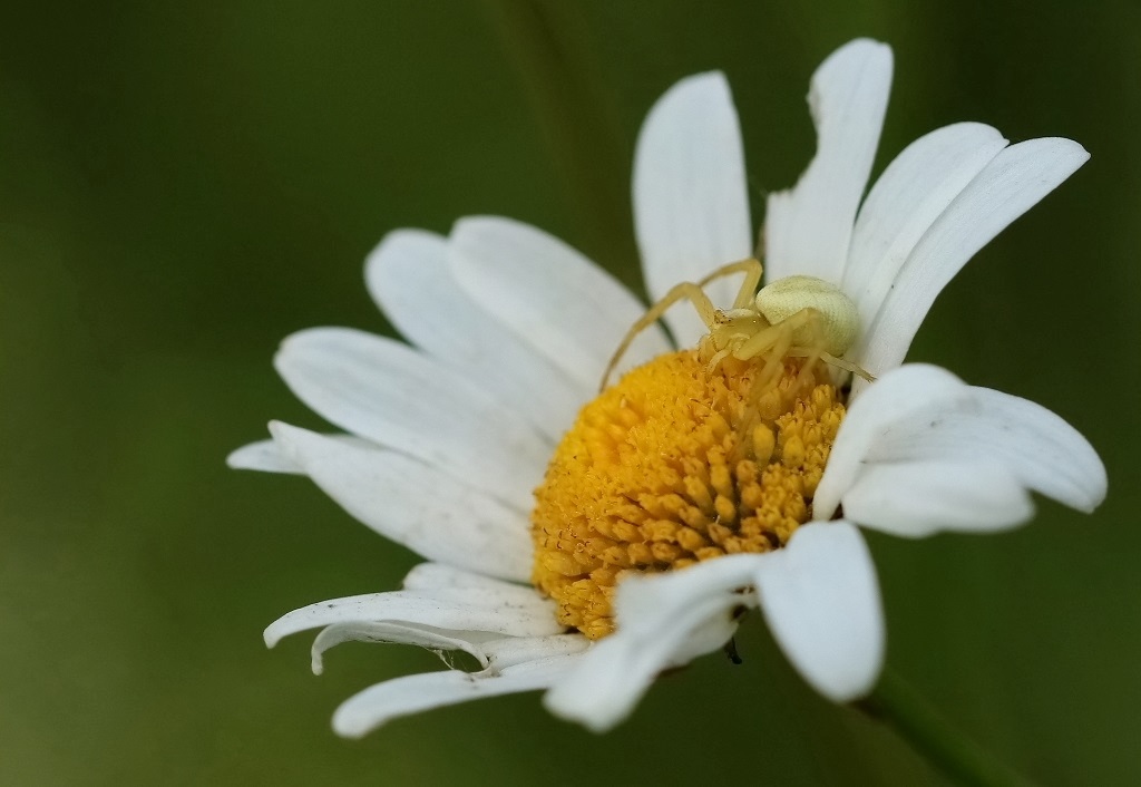 10 IMG_THOMIS.JPG