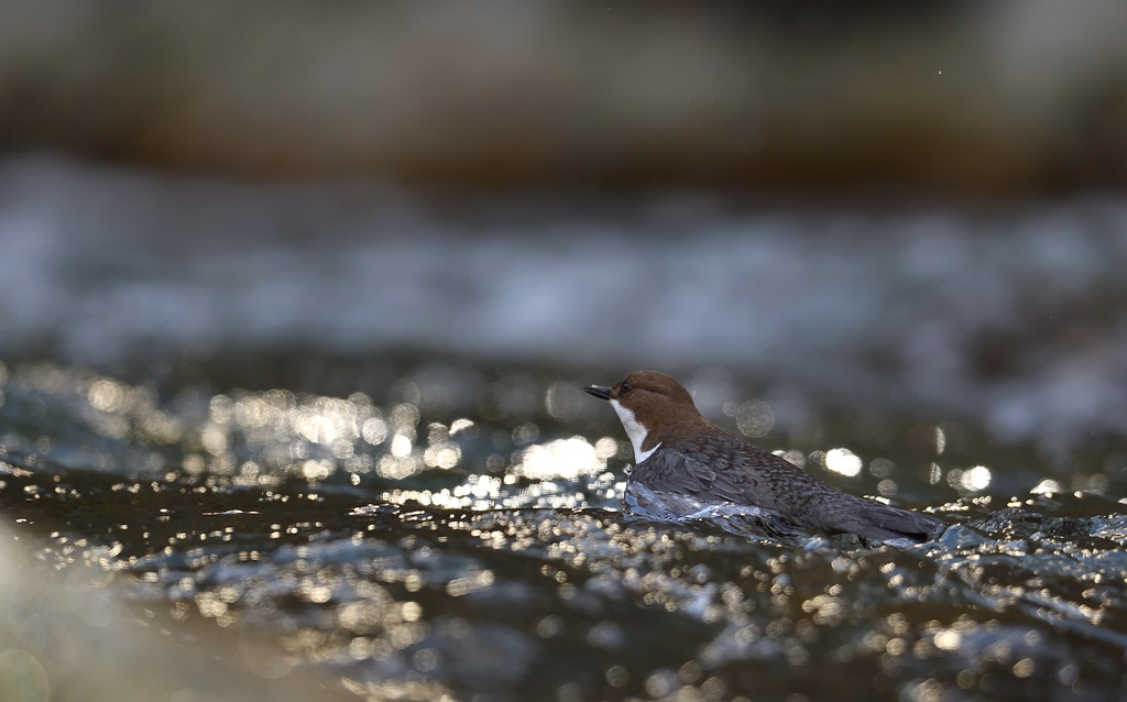 -DS5_8984.jpg