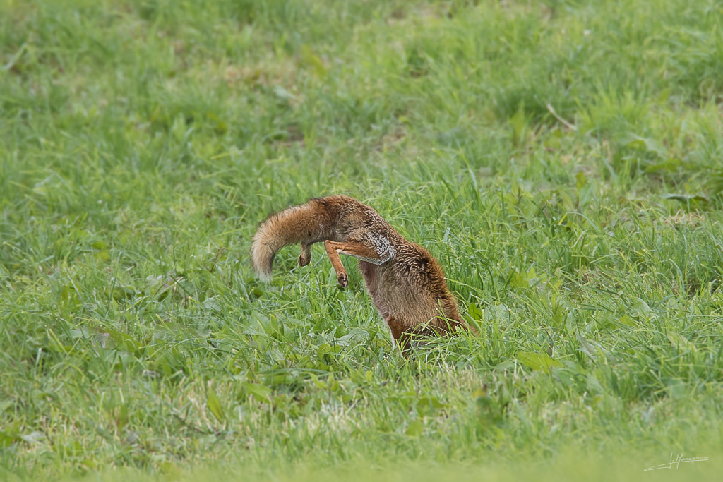 forum I et N netté forum I et N 2017-06 renard roux 013.jpg