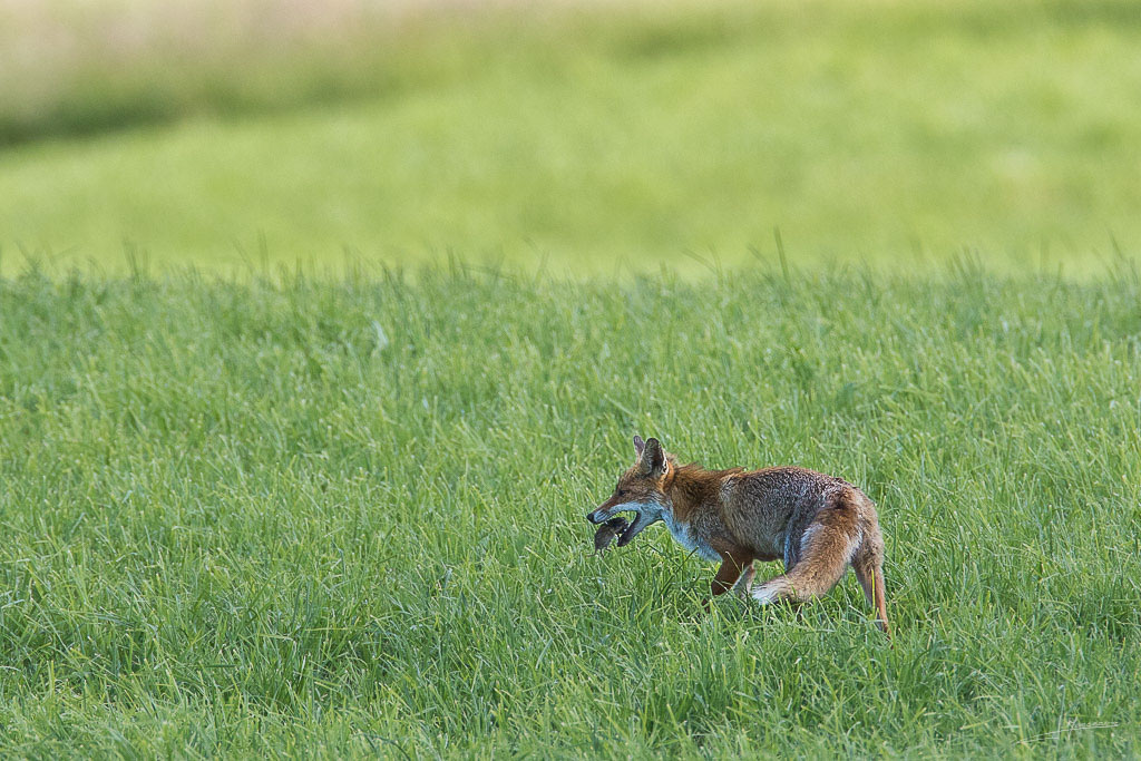 forum I et N netté forum I et N 2017-06 renard roux 020.jpg