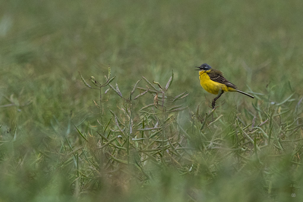 Bergeronnette printanière (Motacilla flava)-2.jpg