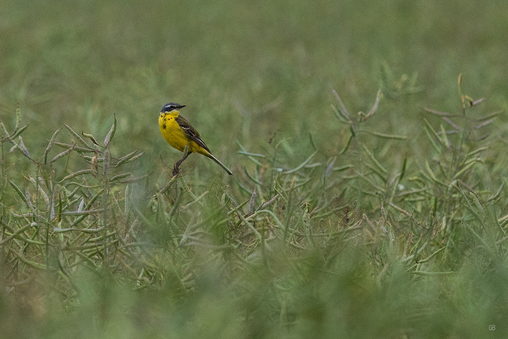 Bergeronnette printanière (Motacilla flava)-3.jpg