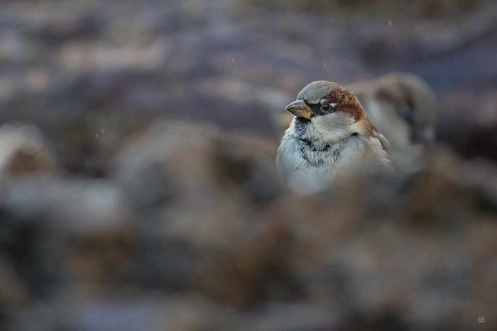 Moineau Domestique (Passer domesticus) (1).jpg