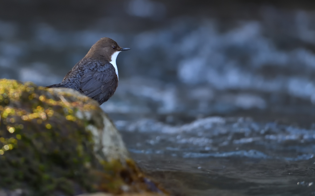 DS5_9043.jpg