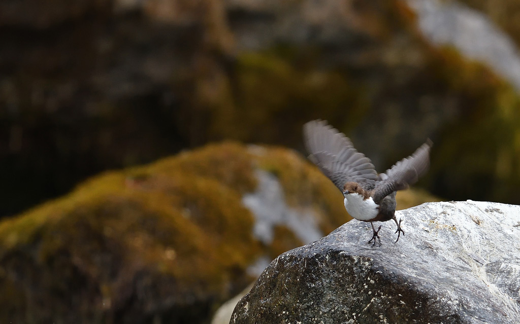 DSC_0374.jpg