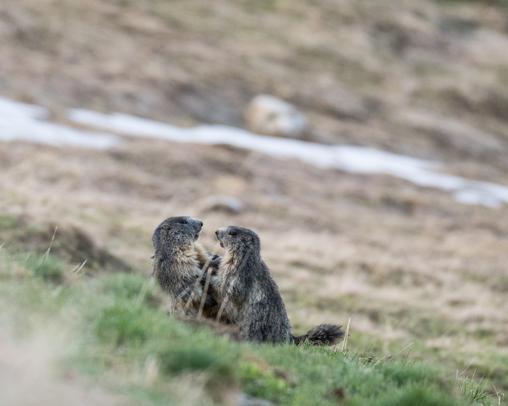 Marmotte_19.jpg