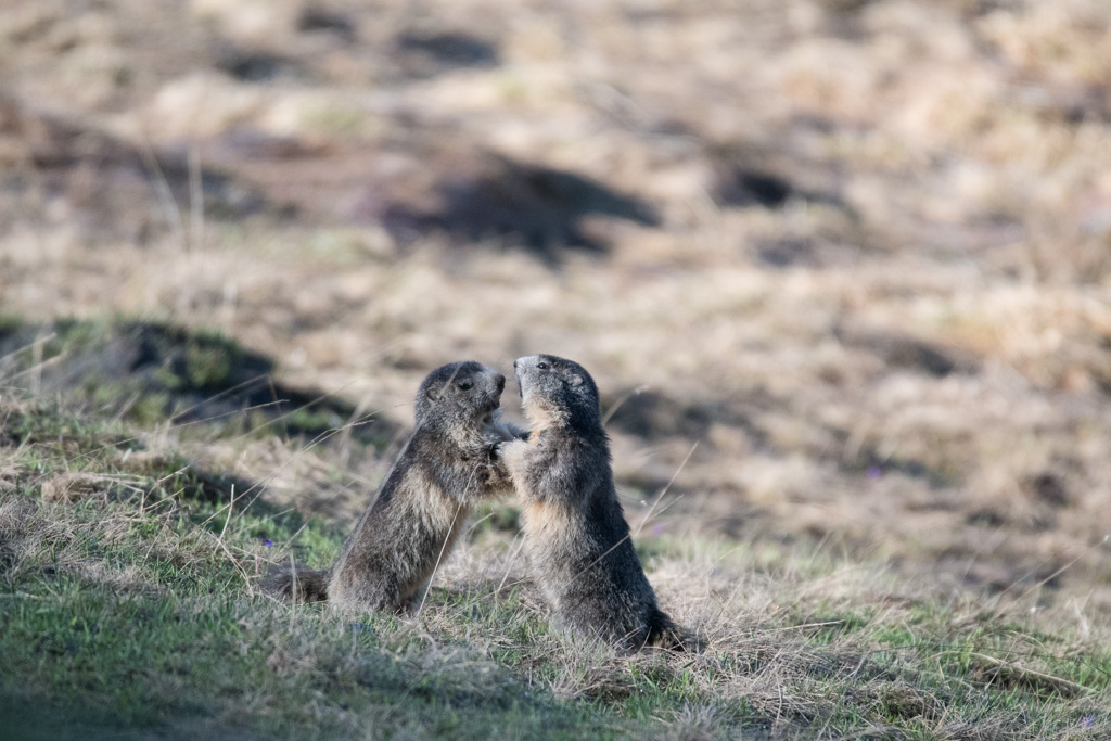 Marmotte_20.jpg