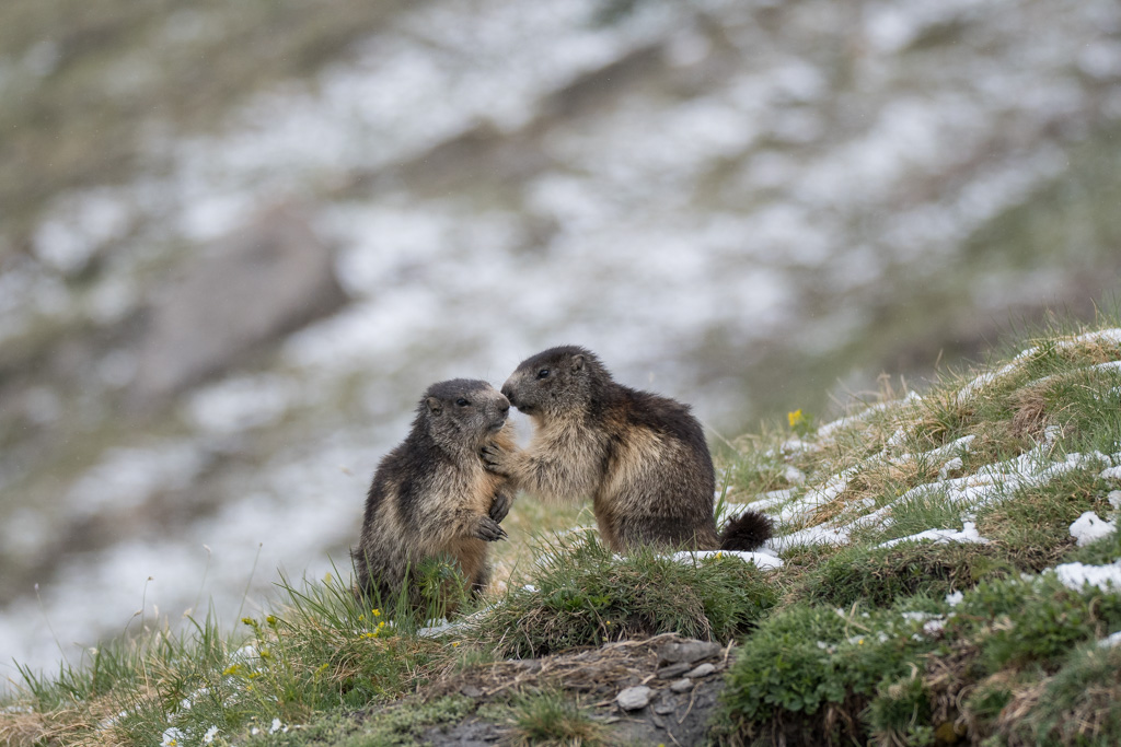 Marmotte_21.jpg