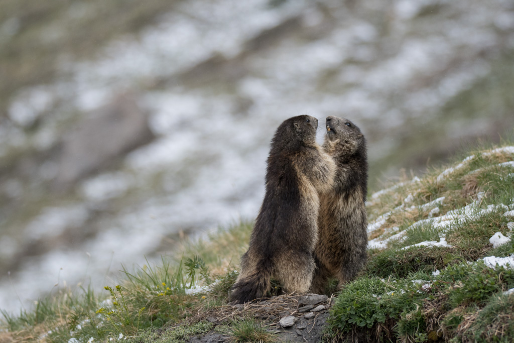 Marmotte_22.jpg