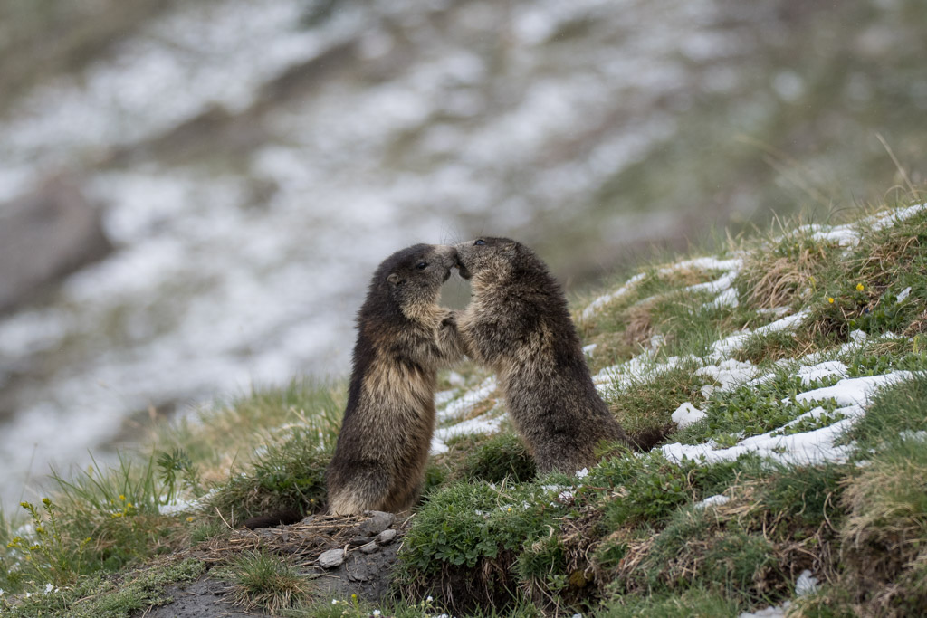 Marmotte_23.jpg