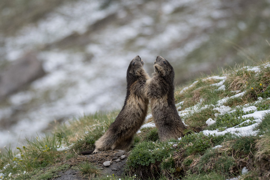 Marmotte_24.jpg