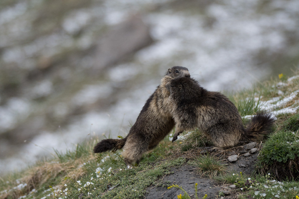 Marmotte_26.jpg