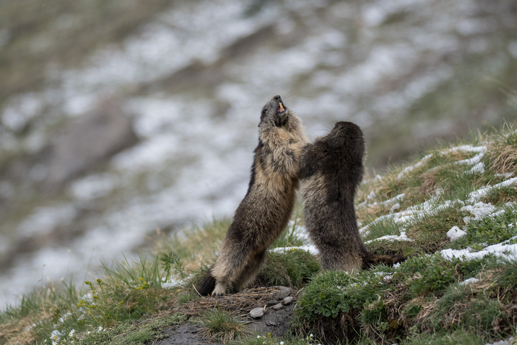 Marmotte_27.jpg