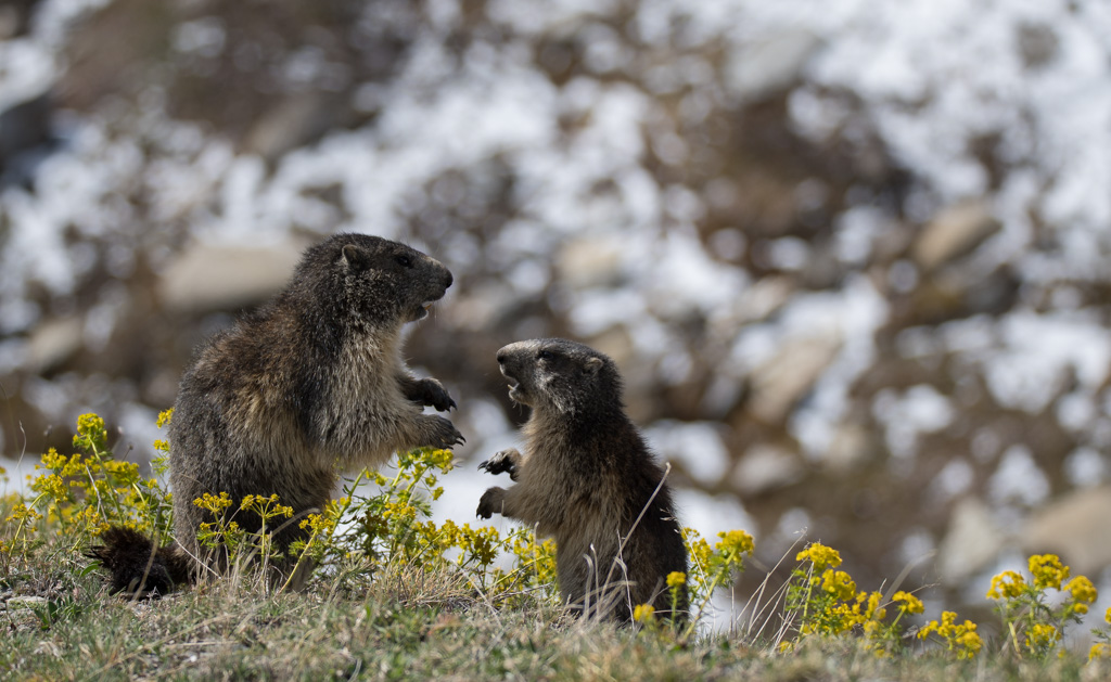 Marmotte_28.jpg