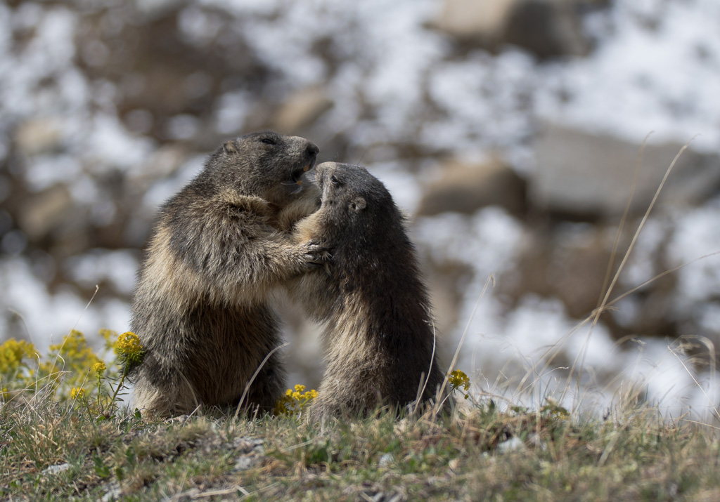 Marmotte_29.jpg
