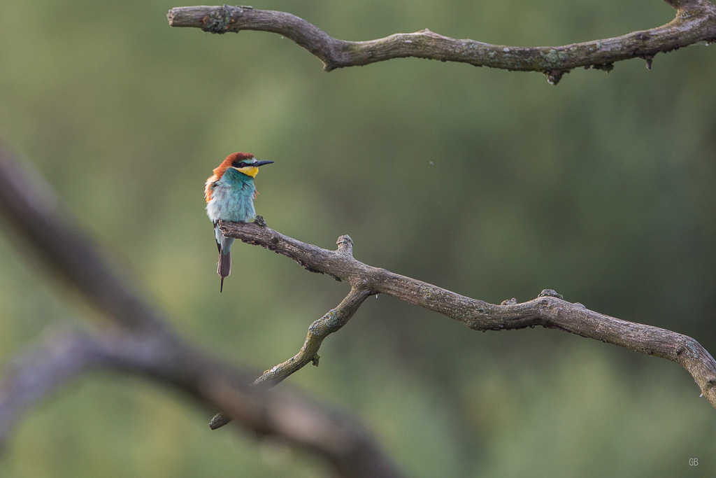 Guêpier d'Europe (Merops apiaster)-1.jpg
