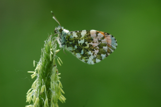 Anthocharis cardamines10.jpg