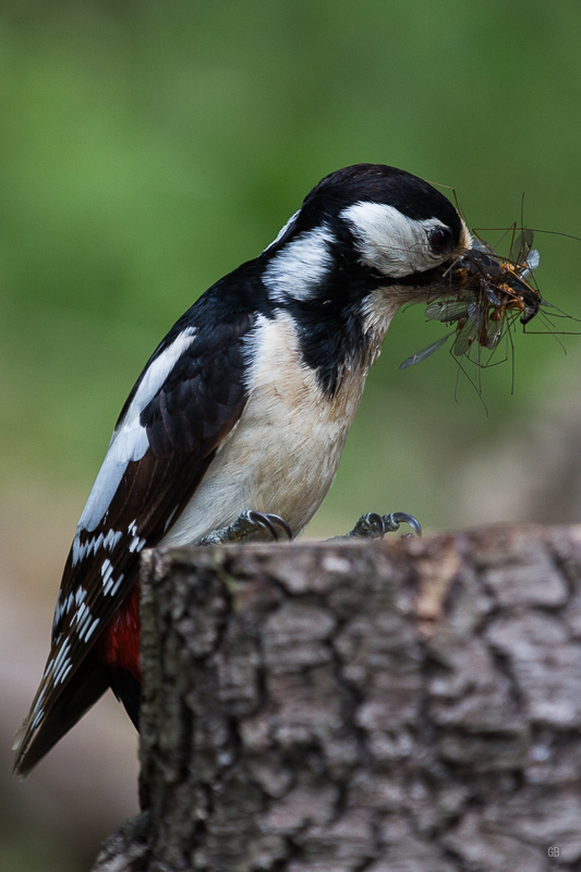 Pic Epeiche (Dendrocopos major)-5.jpg