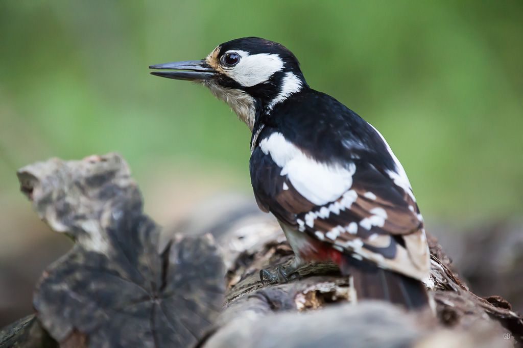 Pic Epeiche (Dendrocopos major) (2).jpg