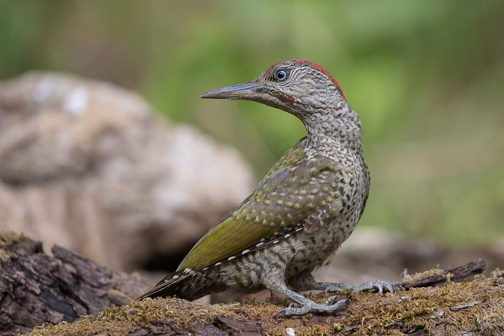 Pic Vert (Picus viridis) (1).jpg