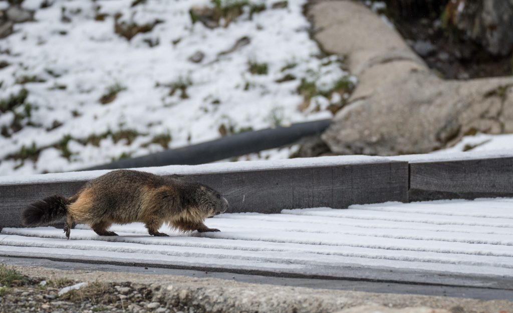 Marmotte_33.jpg