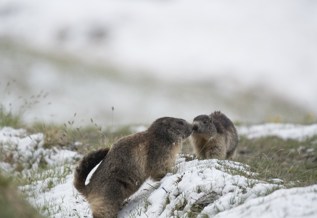 Marmotte_36.jpg