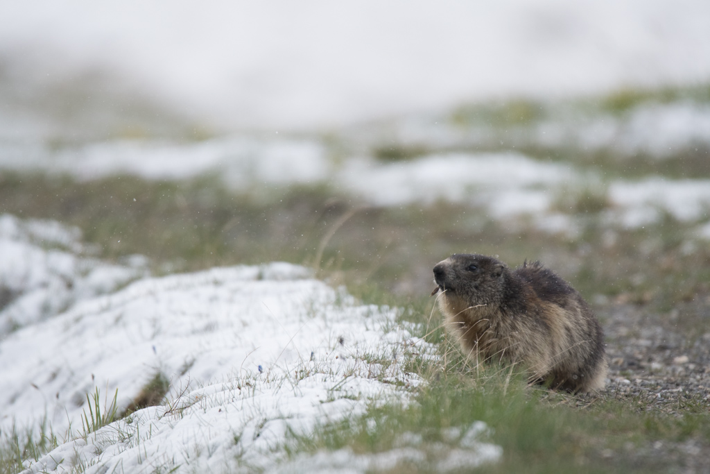 Marmotte_37.jpg