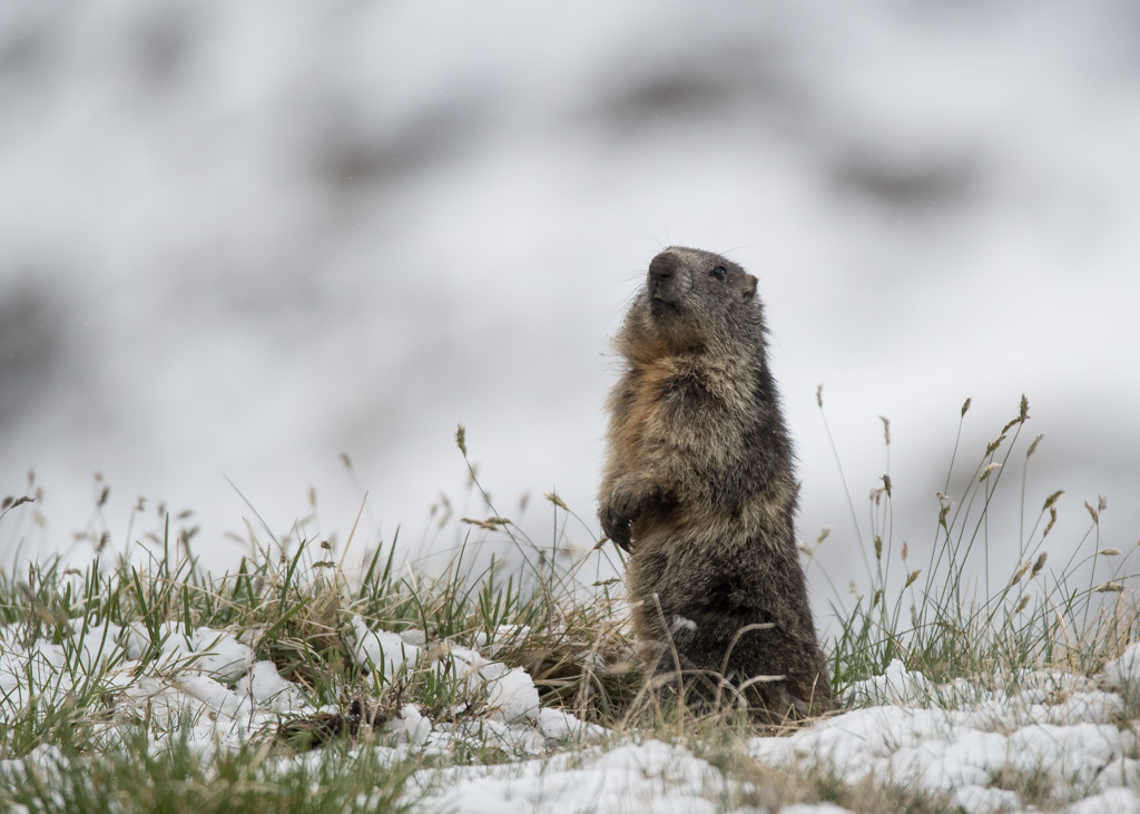 Marmotte_39.jpg