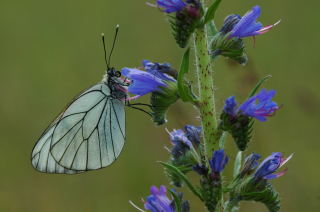 Aporia crataegi10.jpg