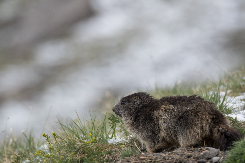 Marmotte_41.jpg