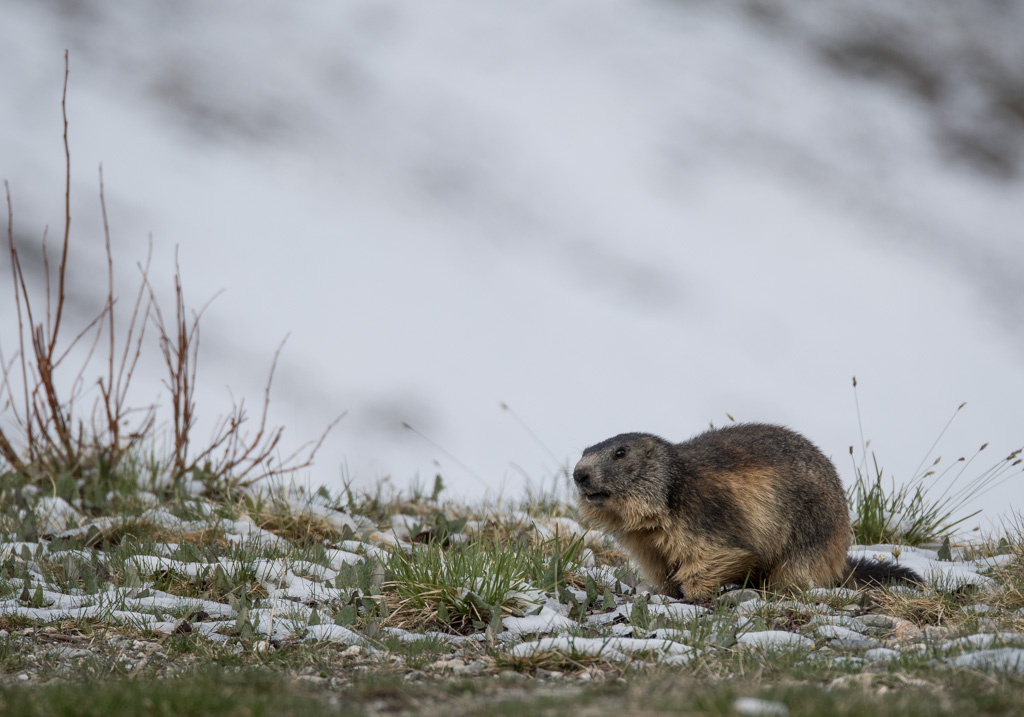 Marmotte_42.jpg