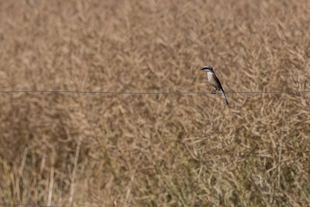 Pie Grièche Ecorcheur (Lanius collurio).jpg