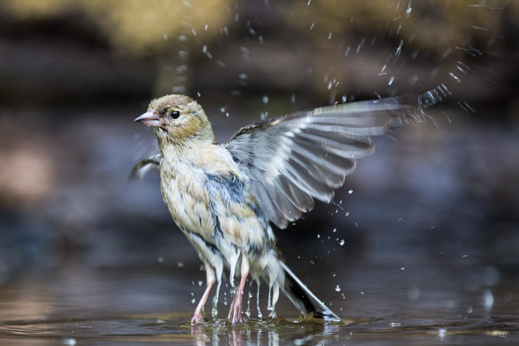 Pinson des Arbres (Fringilla coelebs) (1).jpg