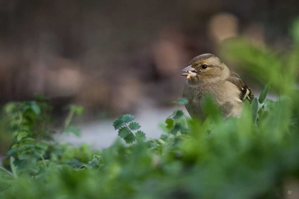 Pinson des Arbres (Fringilla coelebs) (4).jpg