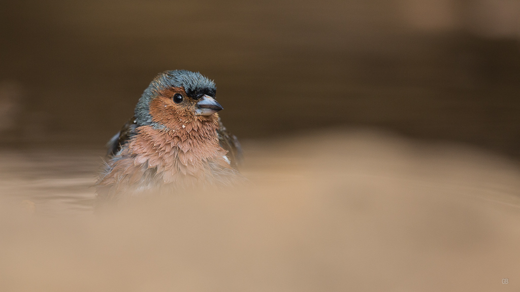 Pinson des Arbres (Fringilla coelebs) (5).jpg