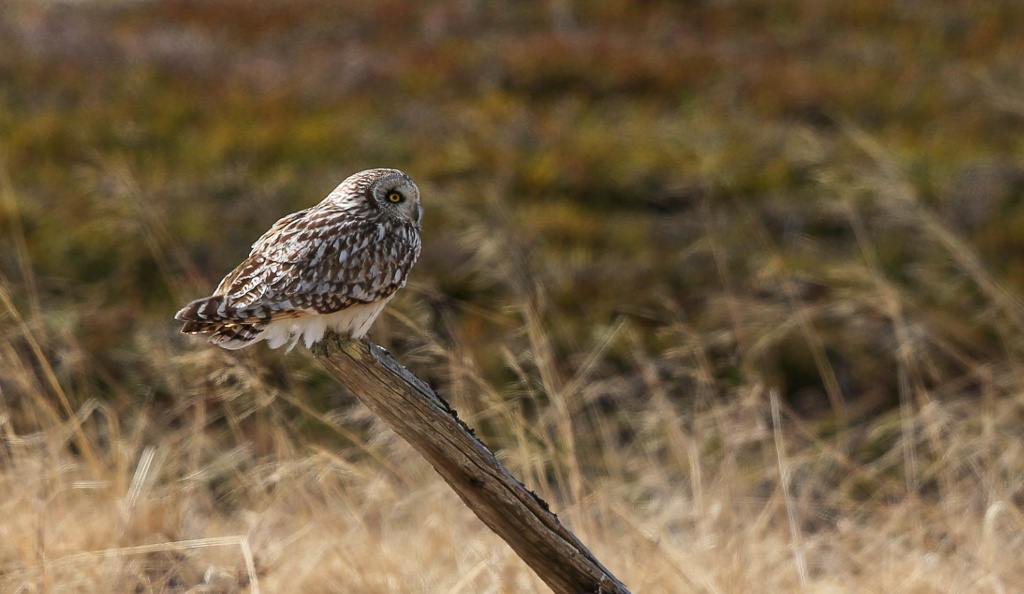 Hibou des marais 2017-06 Krampenes-3IN.jpg