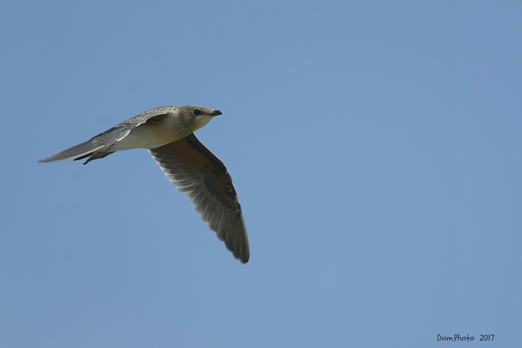 DSC_6228IN.jpg