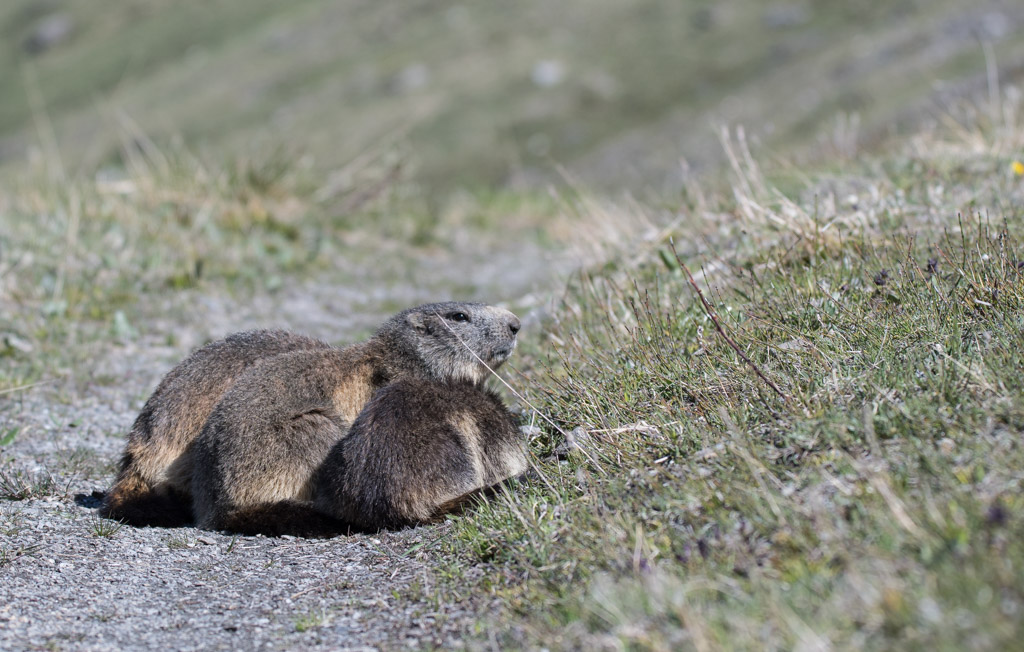 Marmotte_44.jpg