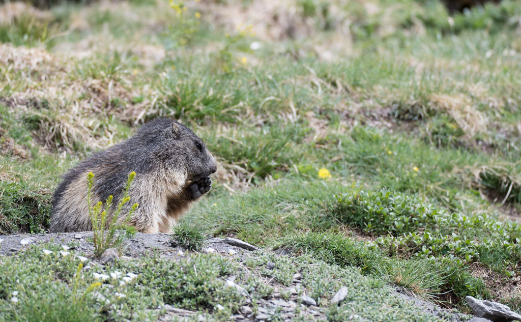 Marmotte_46.jpg