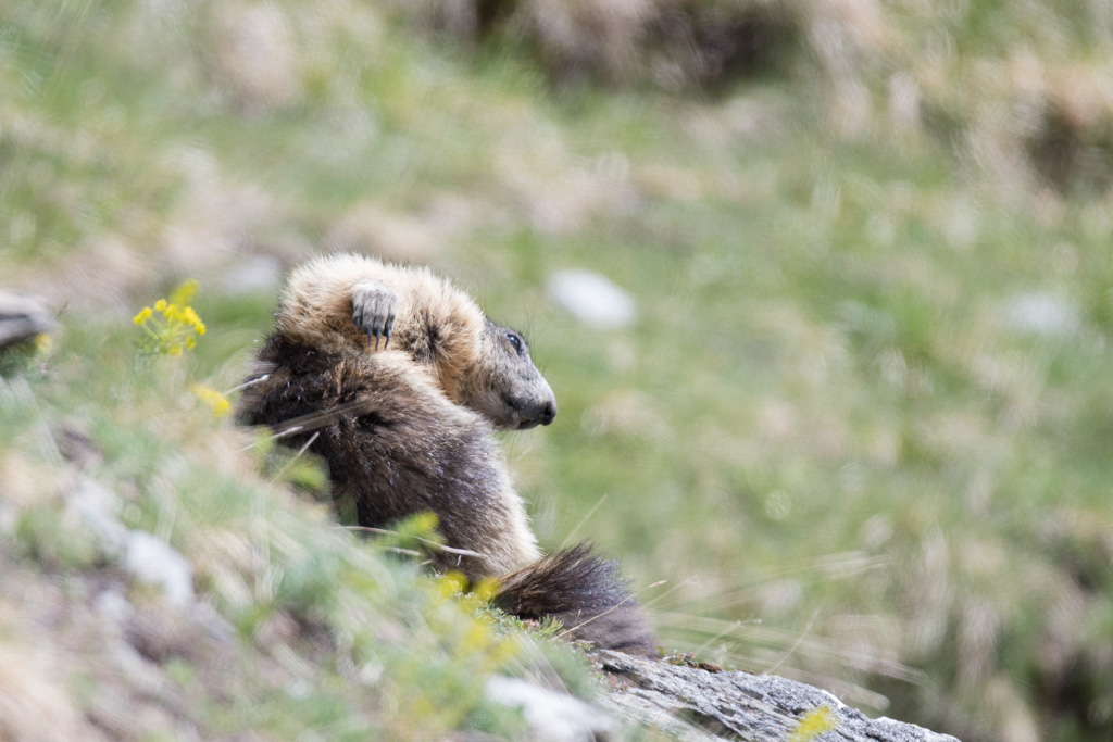Marmotte_48.jpg