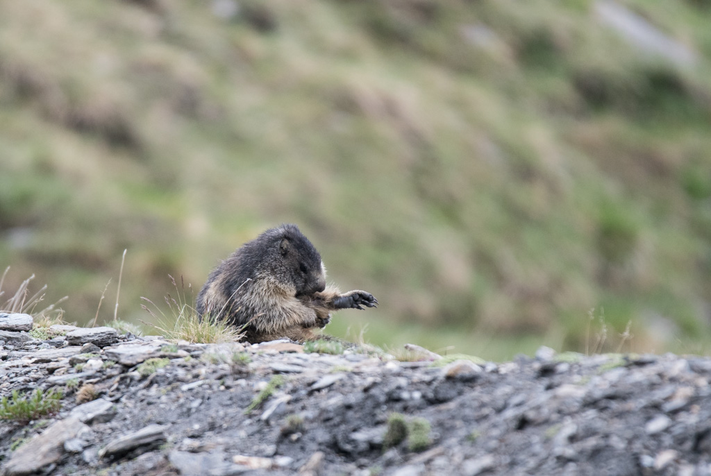 Marmotte_49.jpg