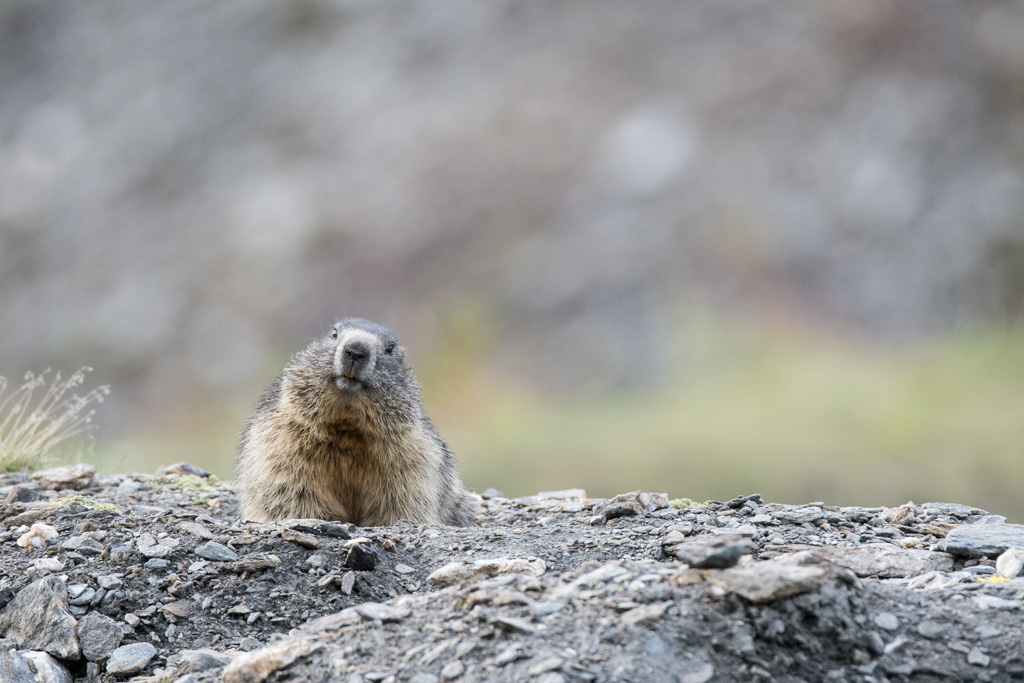 Marmotte_51.jpg