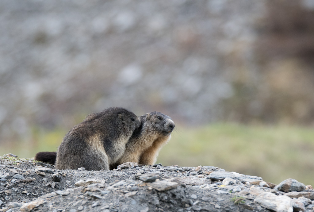 Marmotte_52.jpg