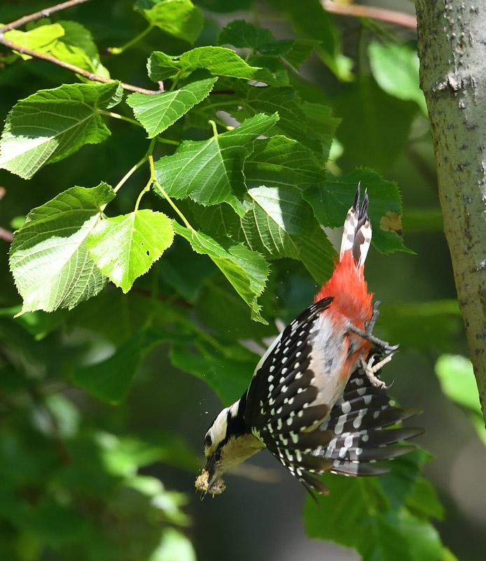 DS5_3390.jpg