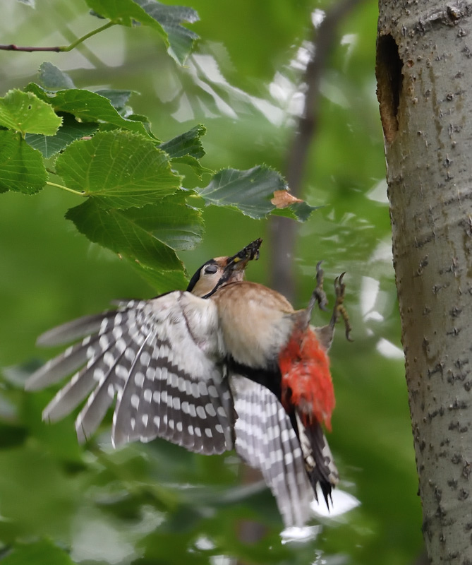 DS5_4700.jpg