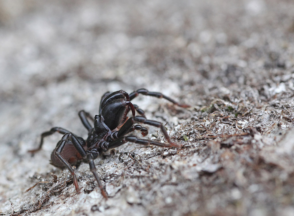 Atypus affinis M 5 IN Jacques Rivière.jpg