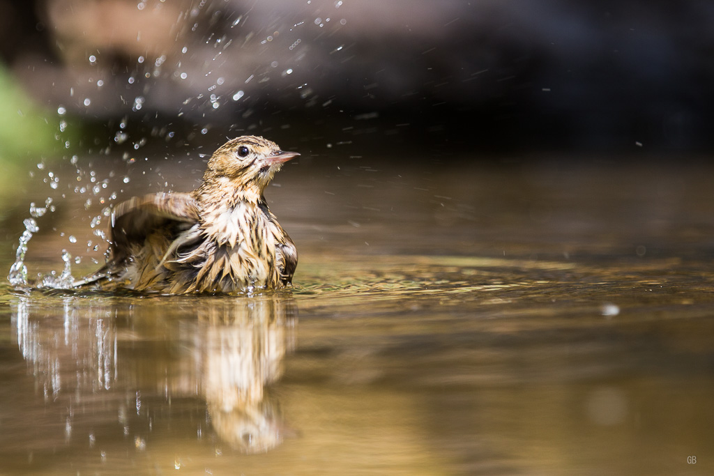 Pipit des arbres (Anthus trivialis)jpg (1).jpg
